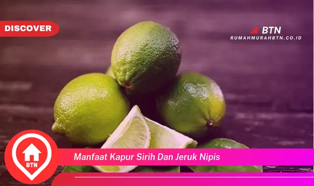 manfaat kapur sirih dan jeruk nipis