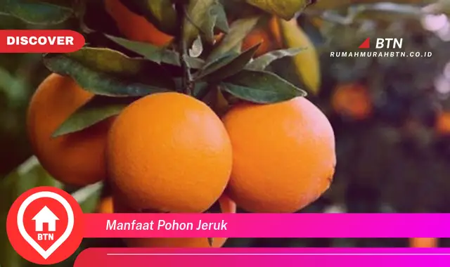 manfaat pohon jeruk