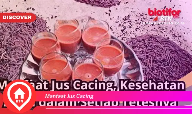 manfaat jus cacing