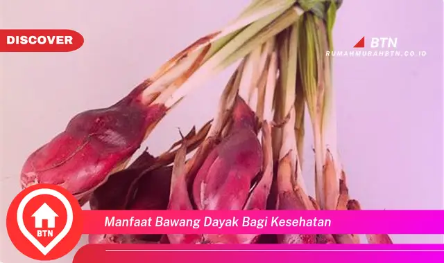 manfaat bawang dayak bagi kesehatan