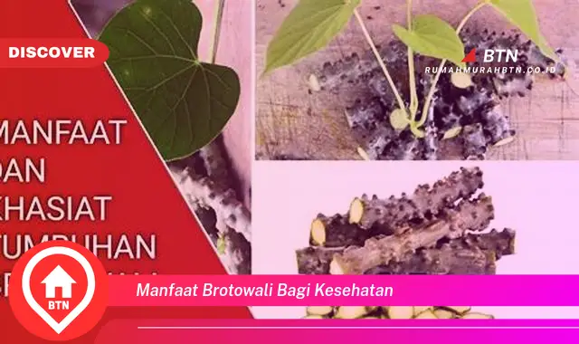 manfaat brotowali bagi kesehatan