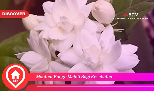 manfaat bunga melati bagi kesehatan