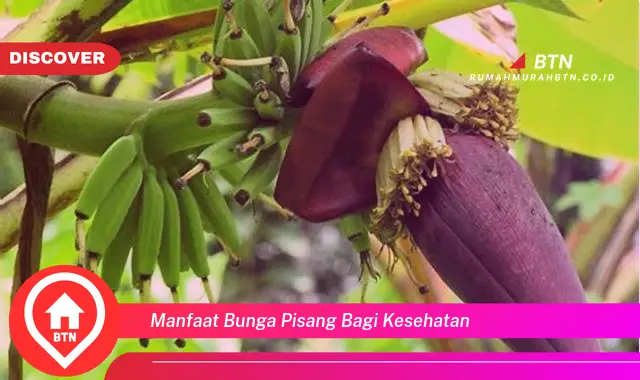 manfaat bunga pisang bagi kesehatan