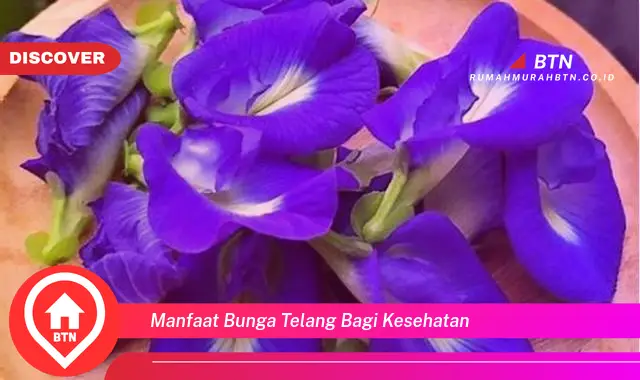 manfaat bunga telang bagi kesehatan