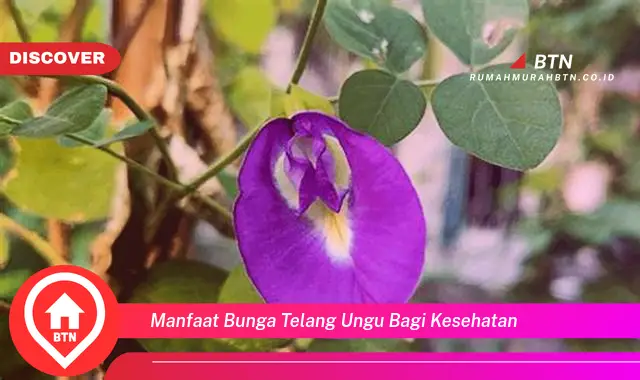 manfaat bunga telang ungu bagi kesehatan