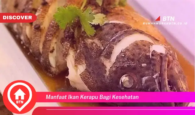 manfaat ikan kerapu bagi kesehatan