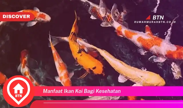 manfaat ikan koi bagi kesehatan