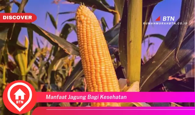 manfaat jagung bagi kesehatan