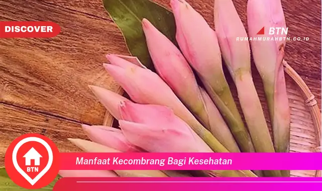 manfaat kecombrang bagi kesehatan