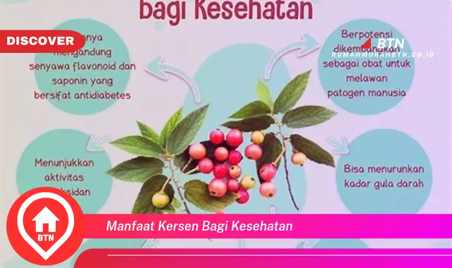 manfaat kersen bagi kesehatan