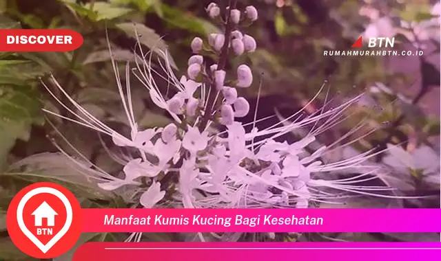 manfaat kumis kucing bagi kesehatan