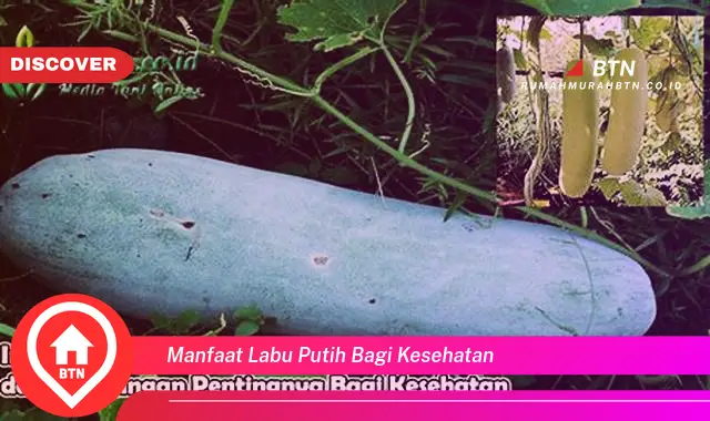 manfaat labu putih bagi kesehatan