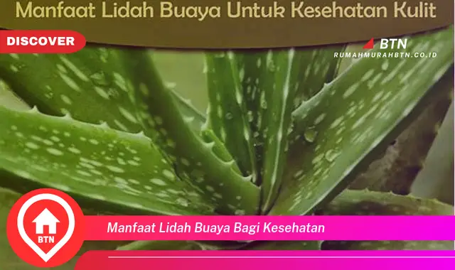 manfaat lidah buaya bagi kesehatan