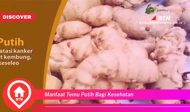 manfaat temu putih bagi kesehatan