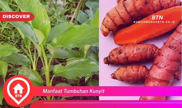 manfaat tumbuhan kunyit