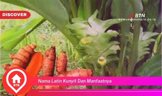 nama latin kunyit dan manfaatnya