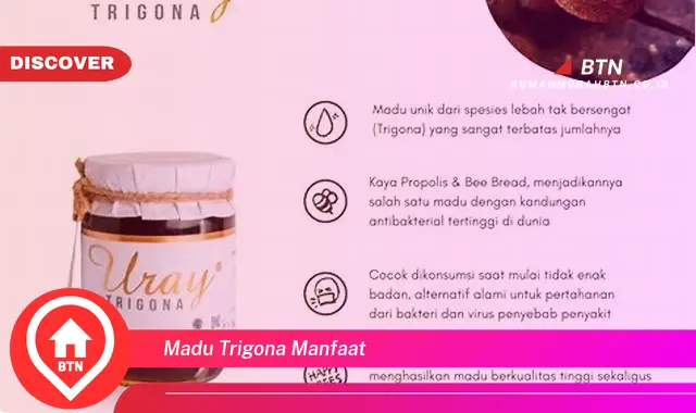 madu trigona manfaat