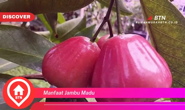 manfaat jambu madu