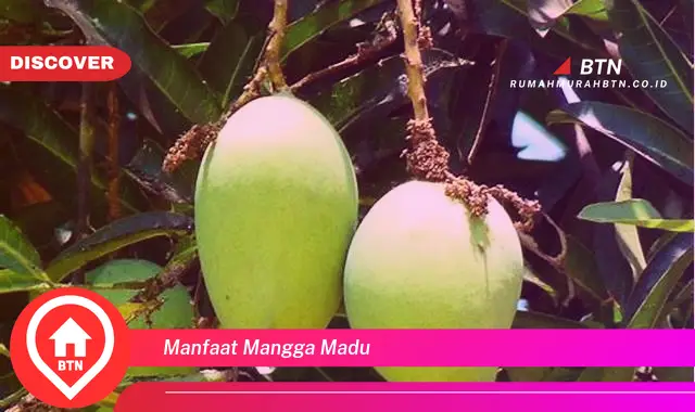 manfaat mangga madu