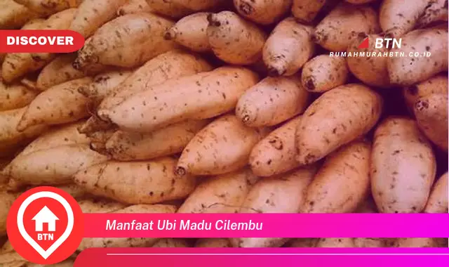 manfaat ubi madu cilembu