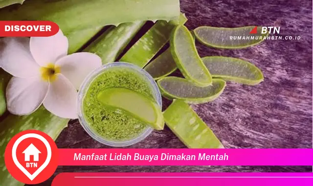 manfaat lidah buaya dimakan mentah