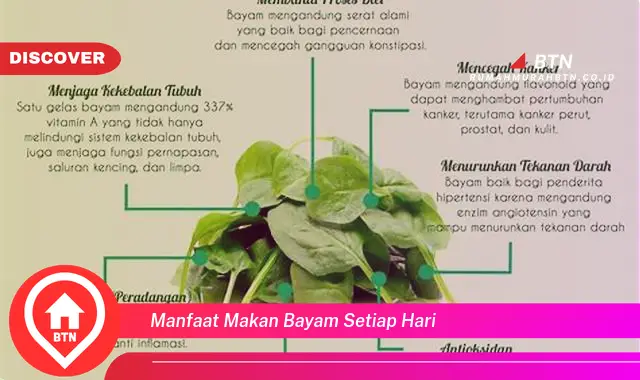 manfaat makan bayam setiap hari