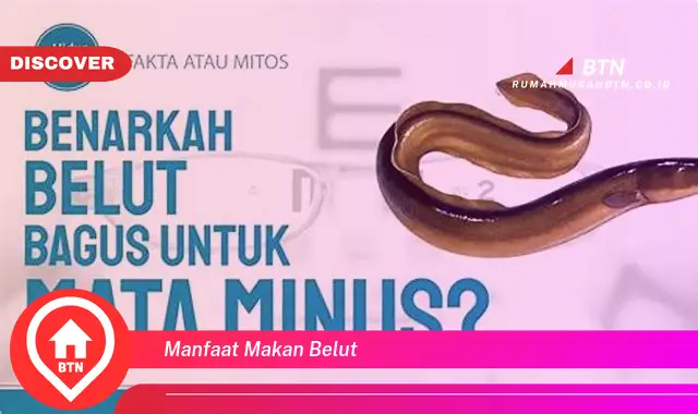 manfaat makan belut