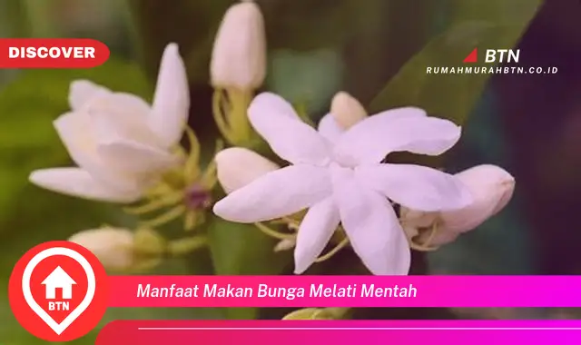 manfaat makan bunga melati mentah