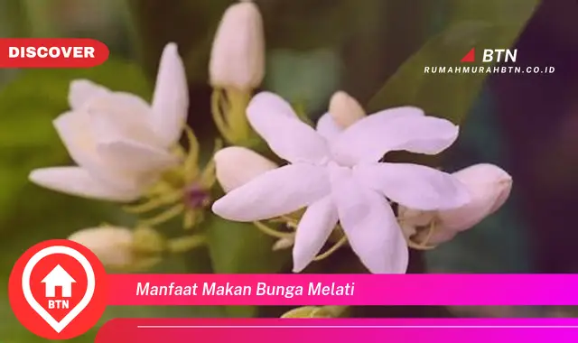 manfaat makan bunga melati