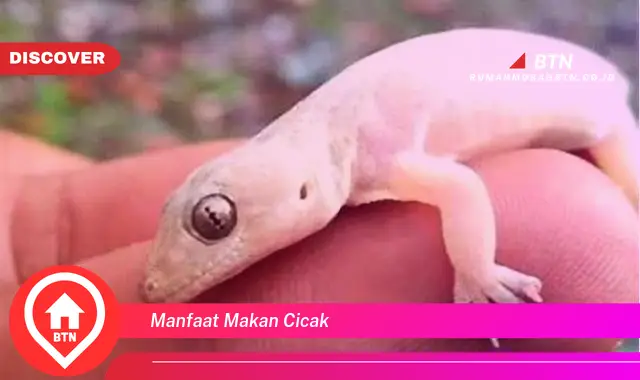 manfaat makan cicak