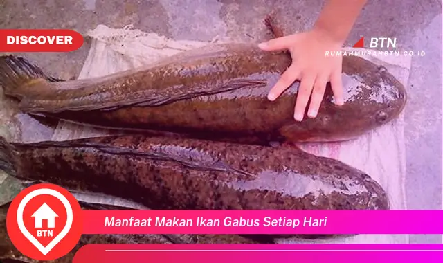 manfaat makan ikan gabus setiap hari