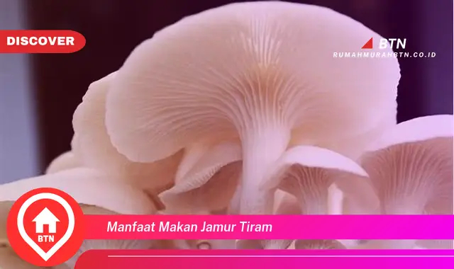 manfaat makan jamur tiram