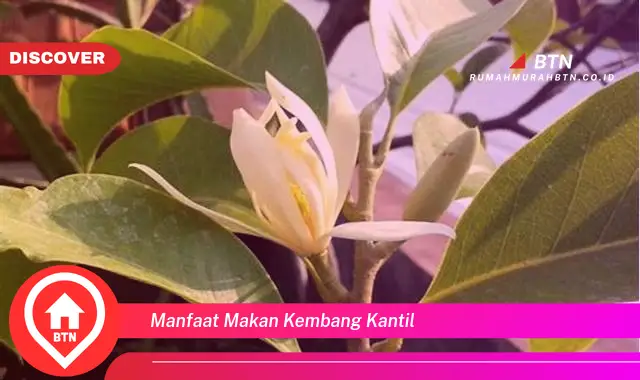 manfaat makan kembang kantil