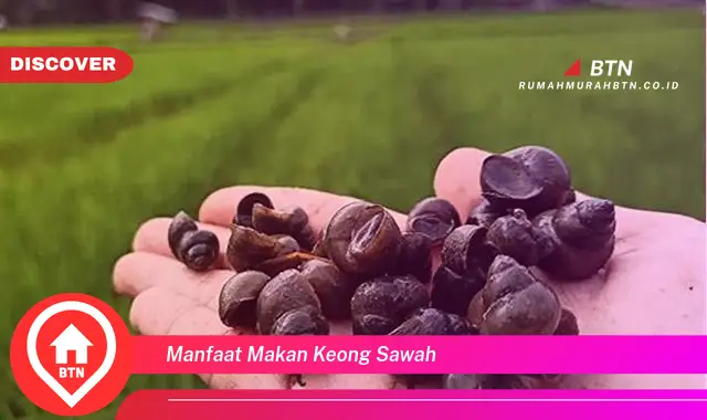 manfaat makan keong sawah