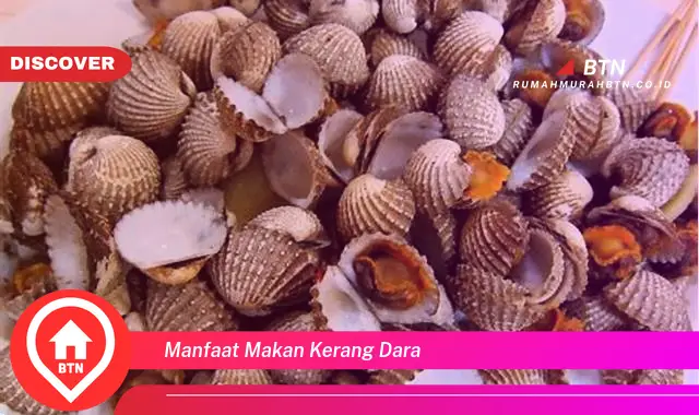 manfaat makan kerang dara