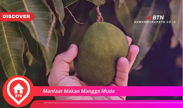 manfaat makan mangga muda