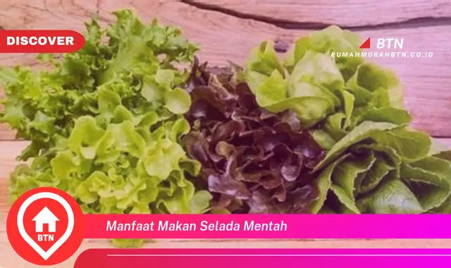 manfaat makan selada mentah