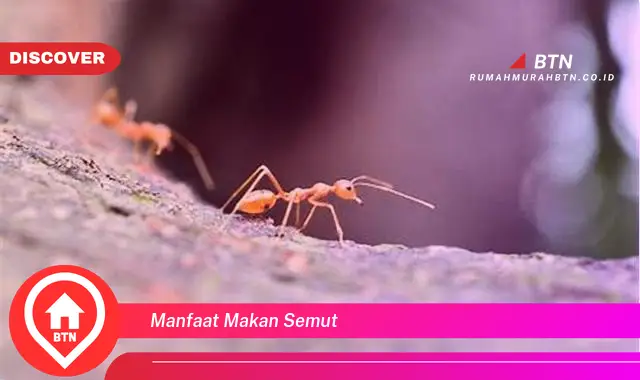 manfaat makan semut