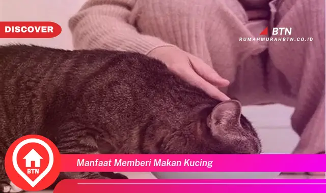 manfaat memberi makan kucing