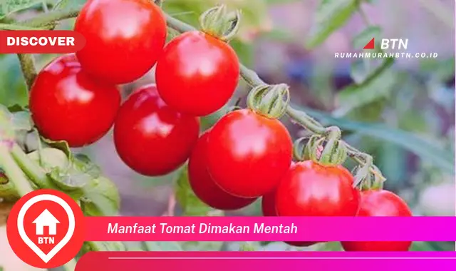 manfaat tomat dimakan mentah