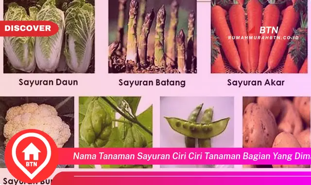 nama tanaman sayuran ciri ciri tanaman bagian yang dimakan dimanfaatkan