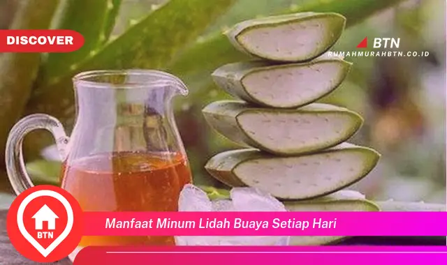 manfaat minum lidah buaya setiap hari