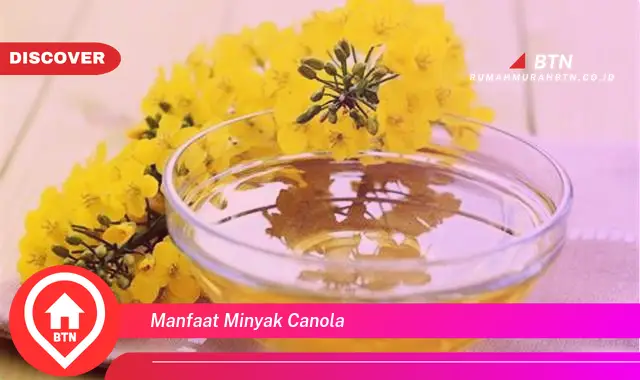 manfaat minyak canola