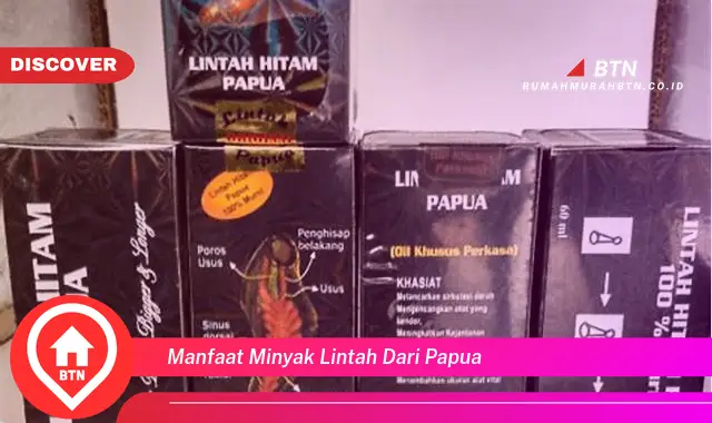 manfaat minyak lintah dari papua