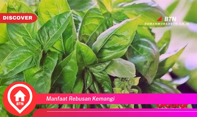 manfaat rebusan kemangi