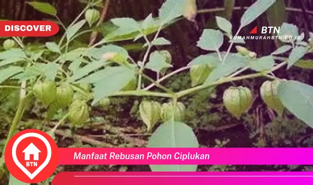 manfaat rebusan pohon ciplukan