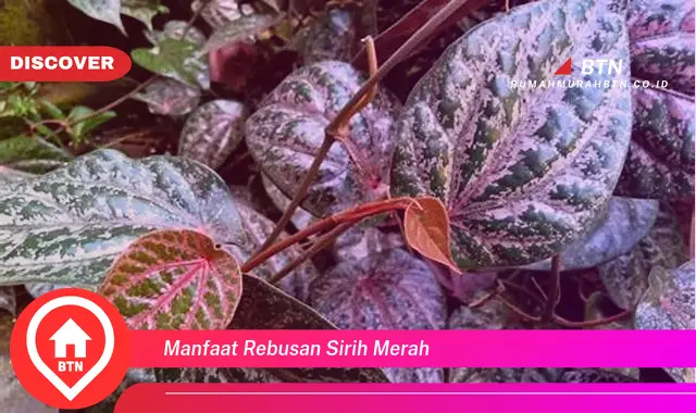 manfaat rebusan sirih merah