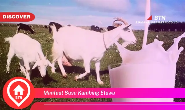 manfaat susu kambing etawa