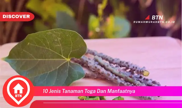 10 jenis tanaman toga dan manfaatnya