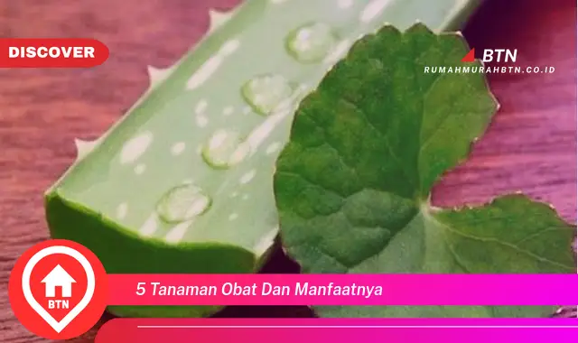 5 tanaman obat dan manfaatnya